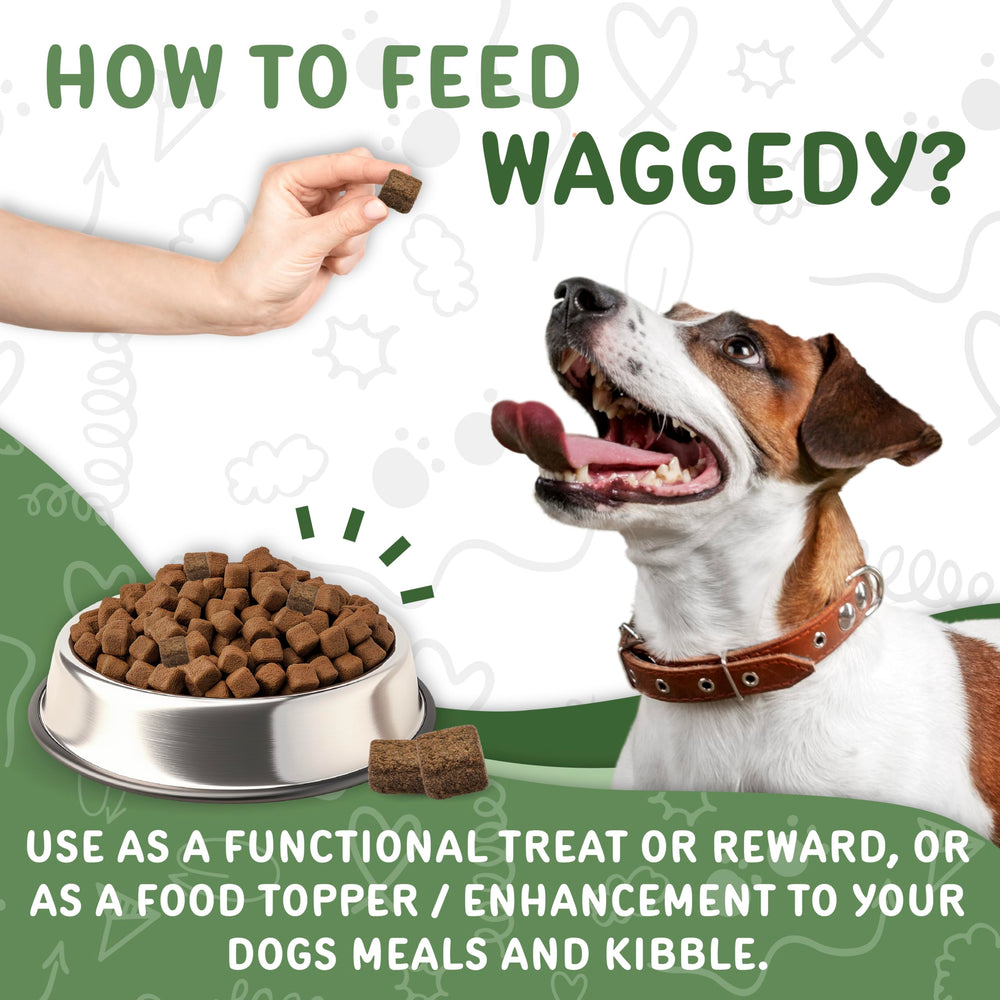 Waggedy Calm Max taste test dog showing chew acceptance