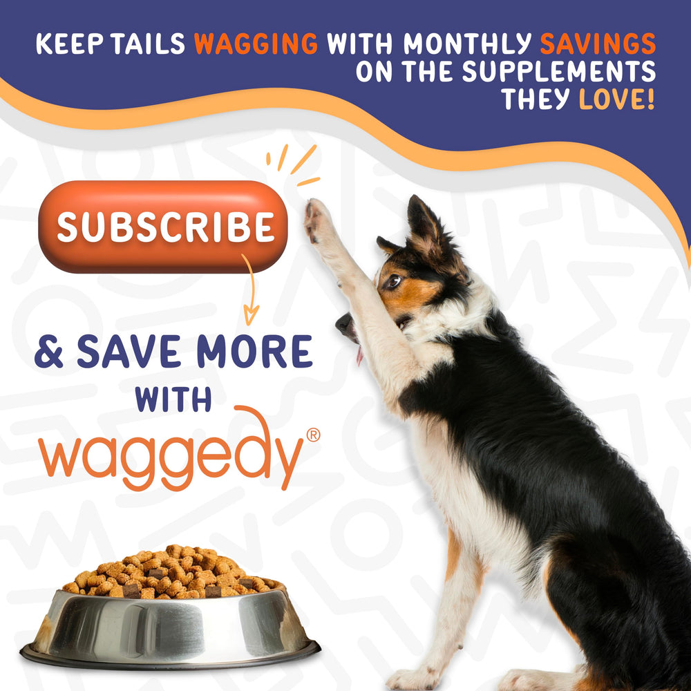 Waggedy Calm Max travel-use scene for trips and new surroundings