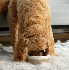 Waggo Dipper white top color-bottom design adds playful style and easy cleaning