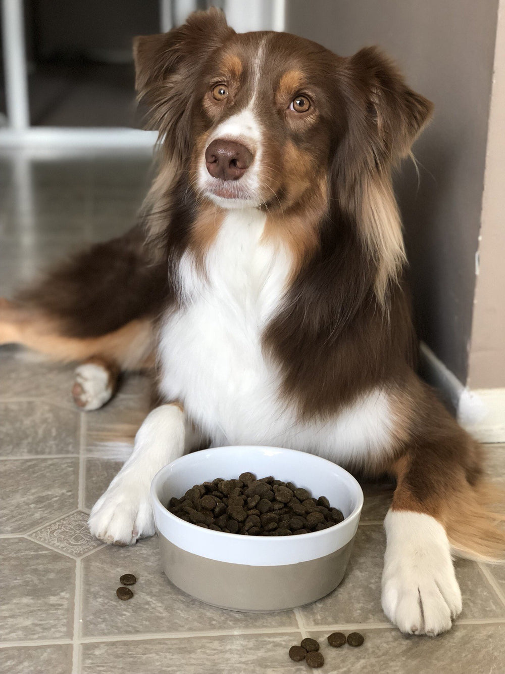 Waggo Dipper medium size suits mid-sized dogs' meals