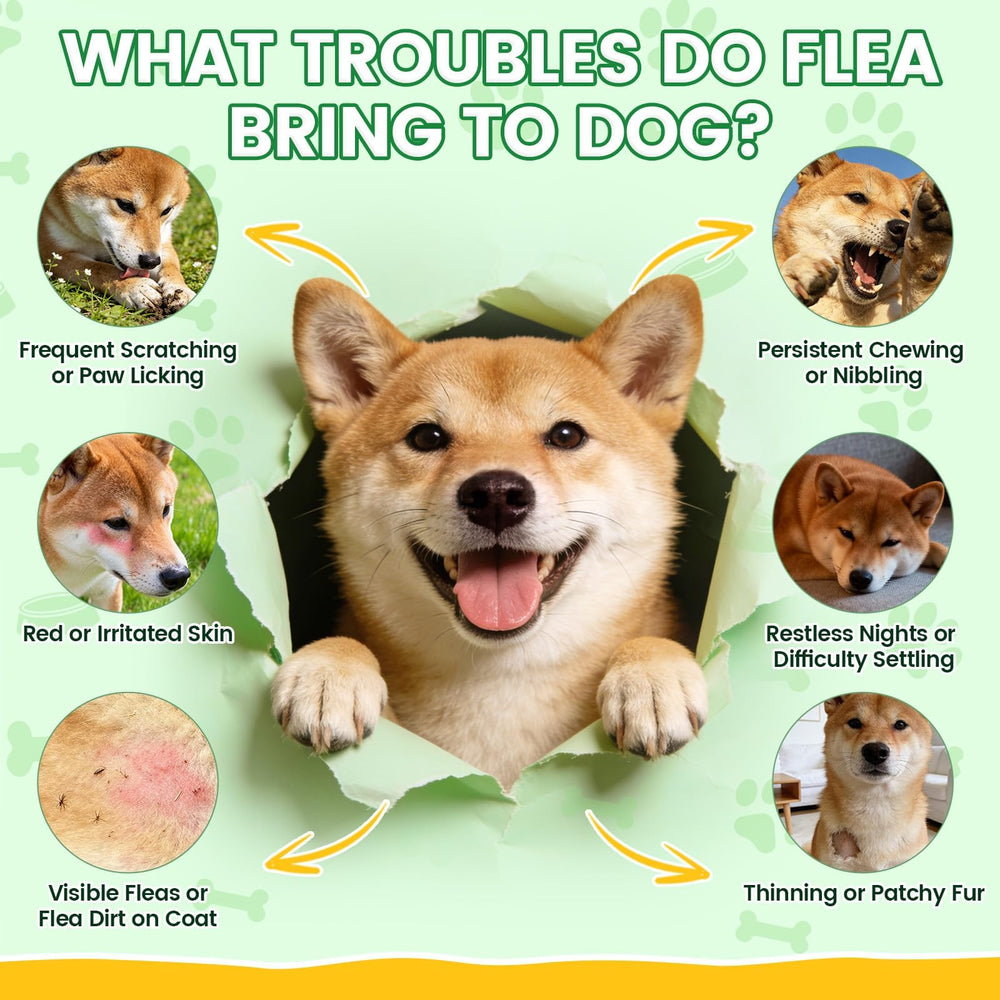 Wagmee soft-texture chews invite easy feeding for dogs