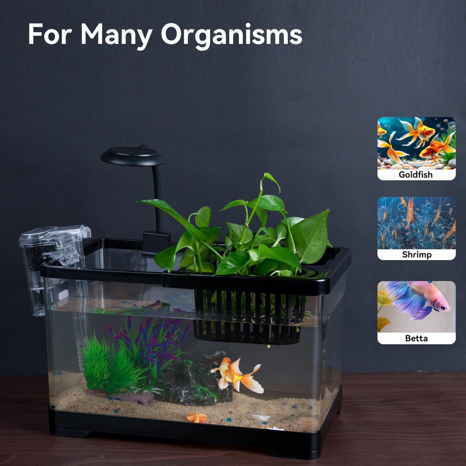 Wagrvuy beginner-friendly kit suits bettas, goldfish, and shrimp.
