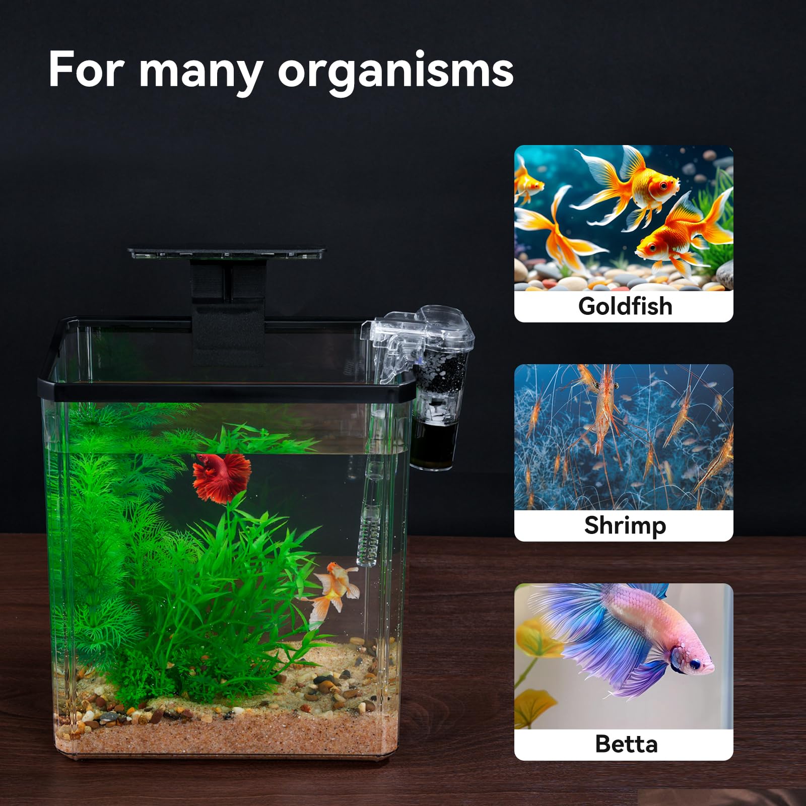 Wagrvuy water condition tips graphic supporting hobbyist routines