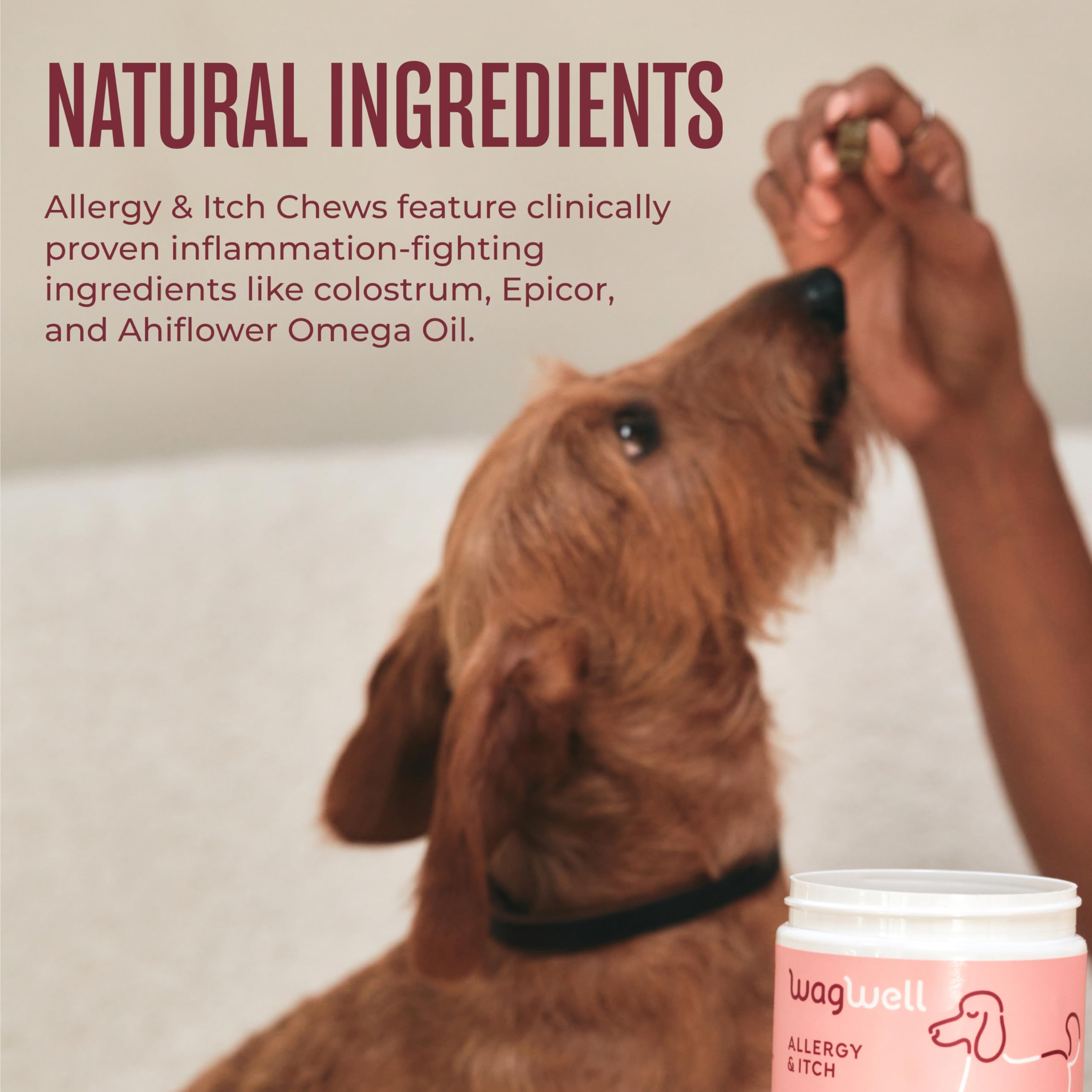 WagWell dog enjoying a chew during daily wellness routine.