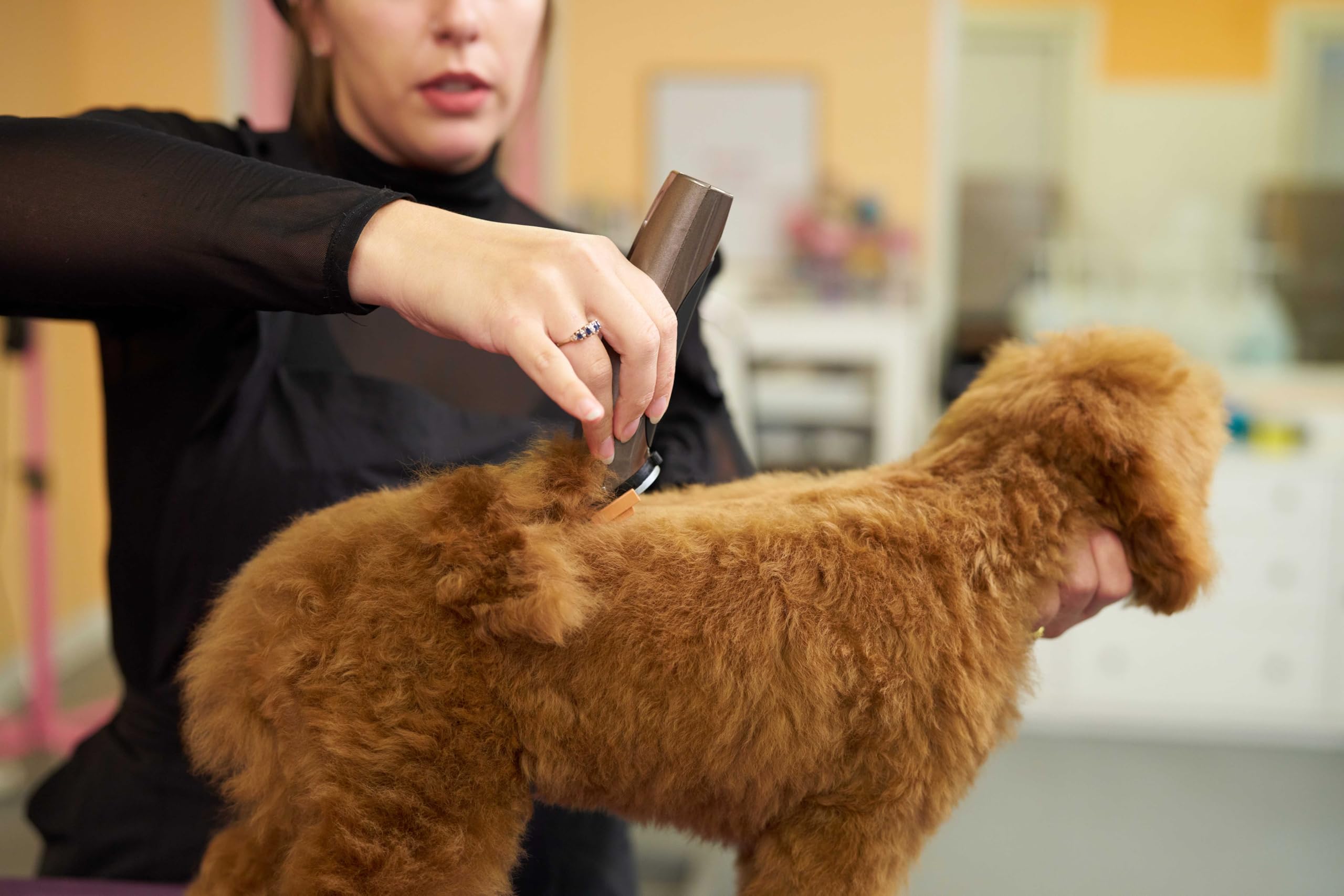 Wahl Bravura in-action dog grooming for feet and finish
