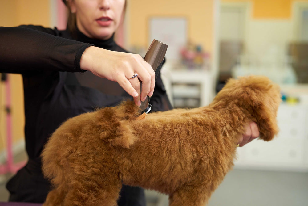Wahl Bravura in-action dog grooming for feet and finish