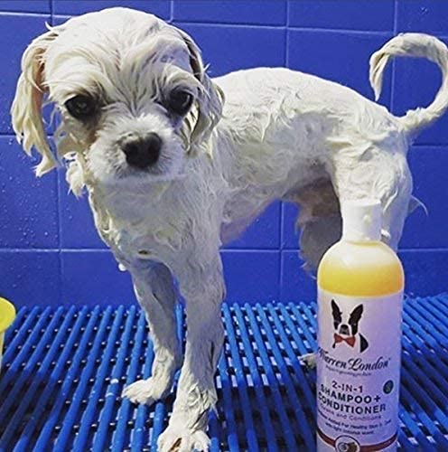 Warren London 2-in-1 shampoo cat-coat suitable for gentle feline cleansing.