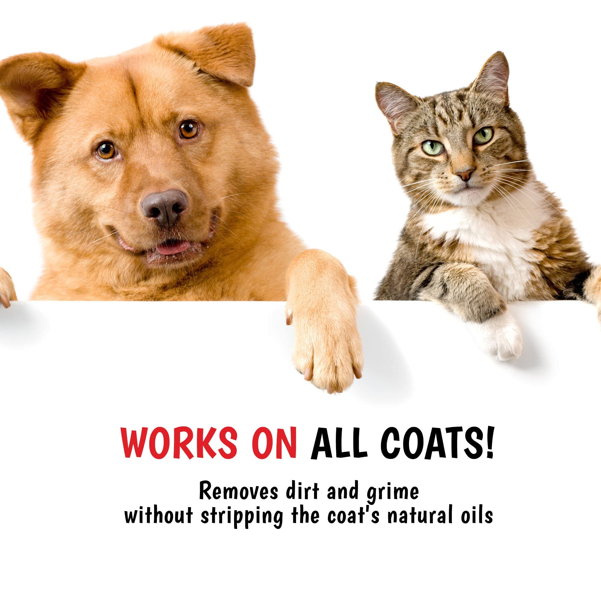 Warren London shampoo on wet coat cleanses and refreshes.