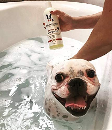 Warren London Oatmeal Dog Shampoo pet care scene shows gentle bathing routine.