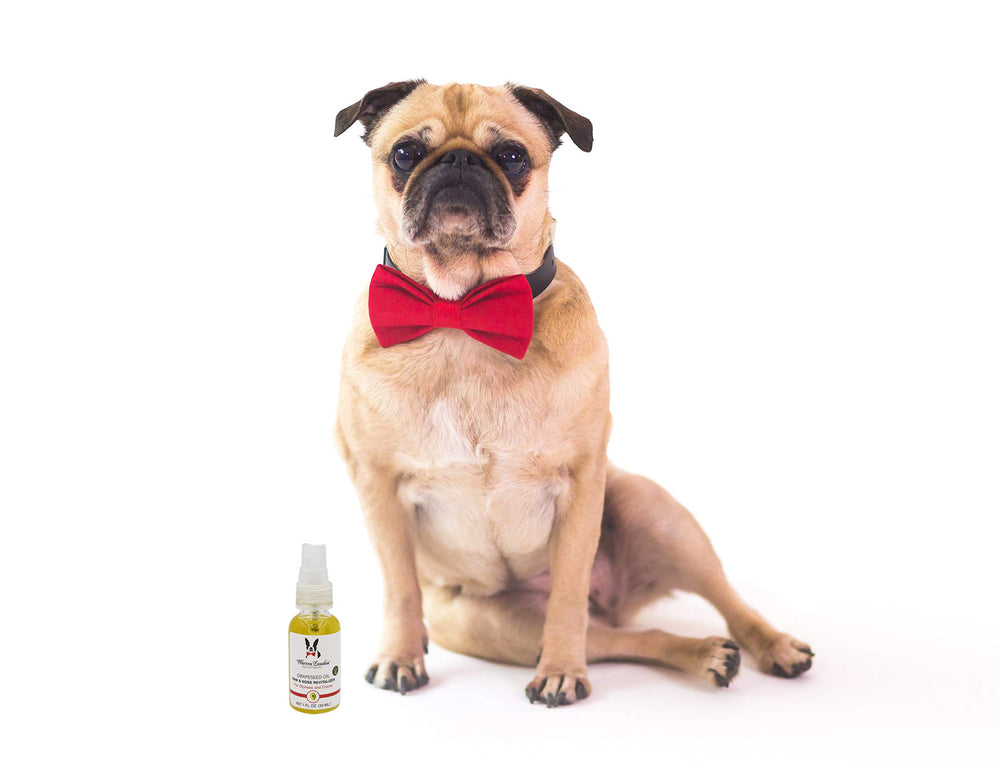 Warren London paw-nose care routine image suggests quick daily use