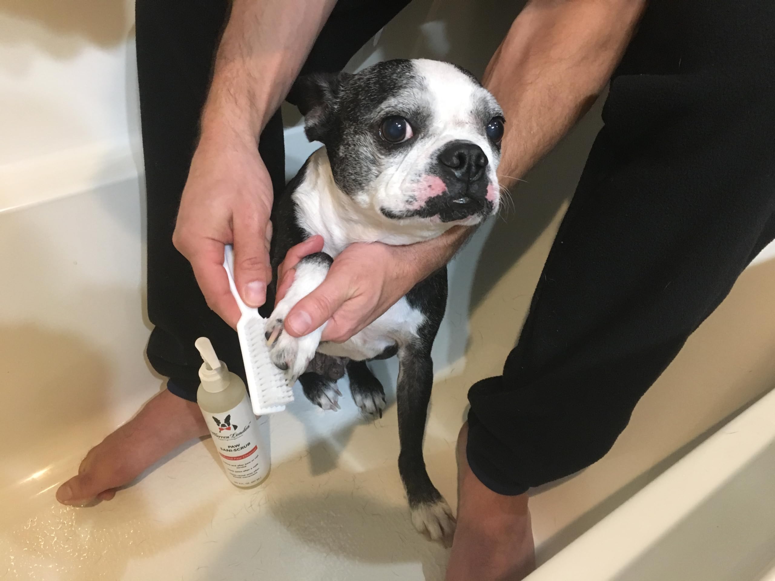Aloe Vera infusion in Warren London Paw Scrub for hydrated paws.