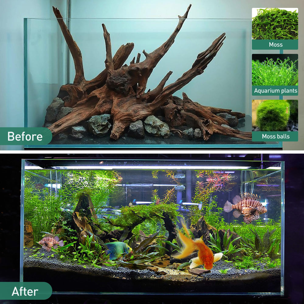 WDEFUN driftwood piece 6 for terrariums and humid environments