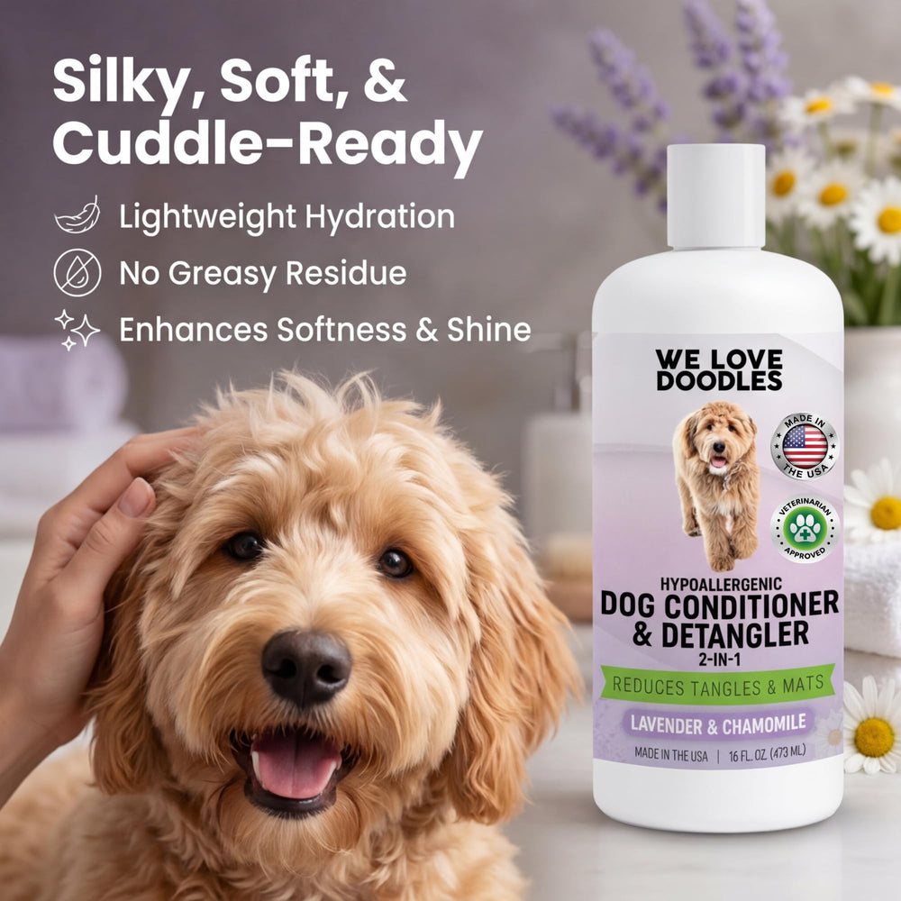 We Love Doodles dog with soft, shiny coat after detangling and conditioning.