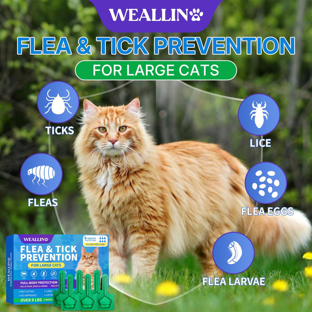 WEALLIN application between shoulder blades for targeted, mess-free flea protection.