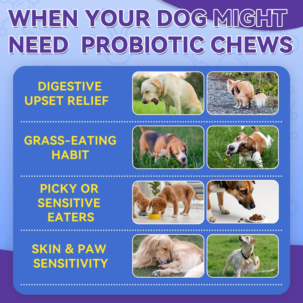 WEALLIN Dog Probiotics Chews Digestive Enzymes aid nutrient absorption.