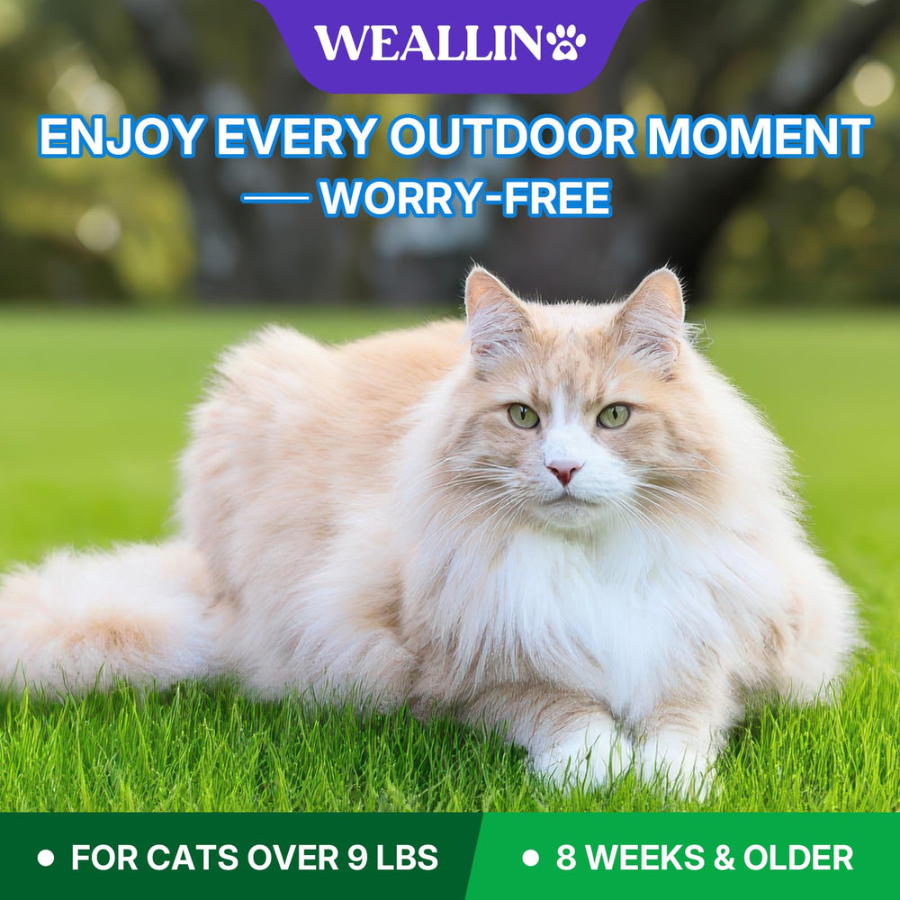 WEALLIN vet-approved ingredients promote safe, gentle care for cats with sensitive skin.