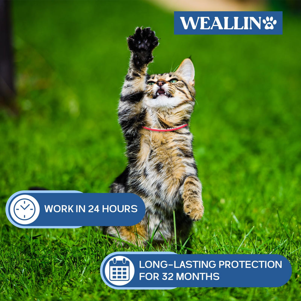 WEALLIN water-resistant collar on damp fur demonstrates reliable rain performance.