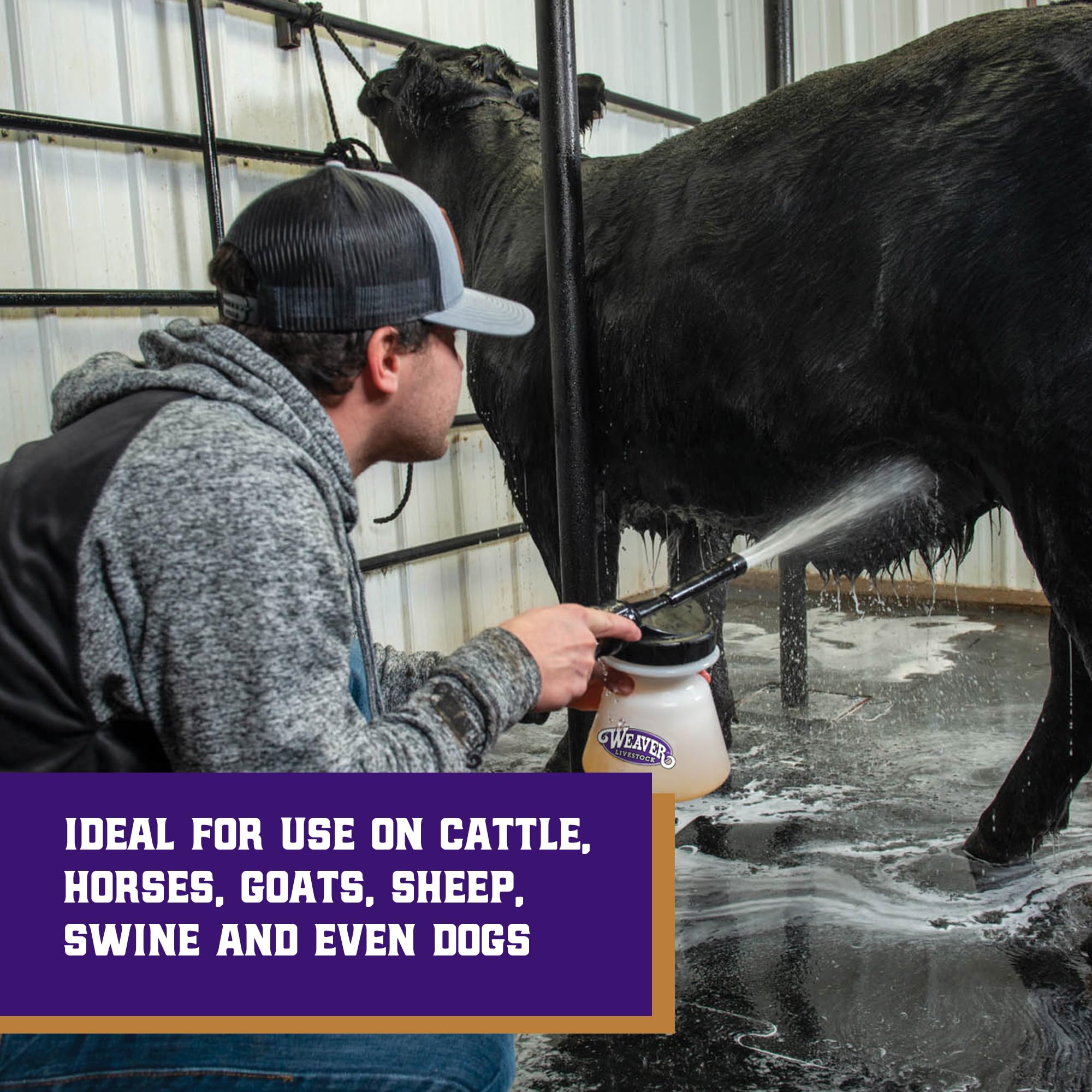 Weaver Livestock Foamer on-dry-hair application covers hard-to-clean areas.