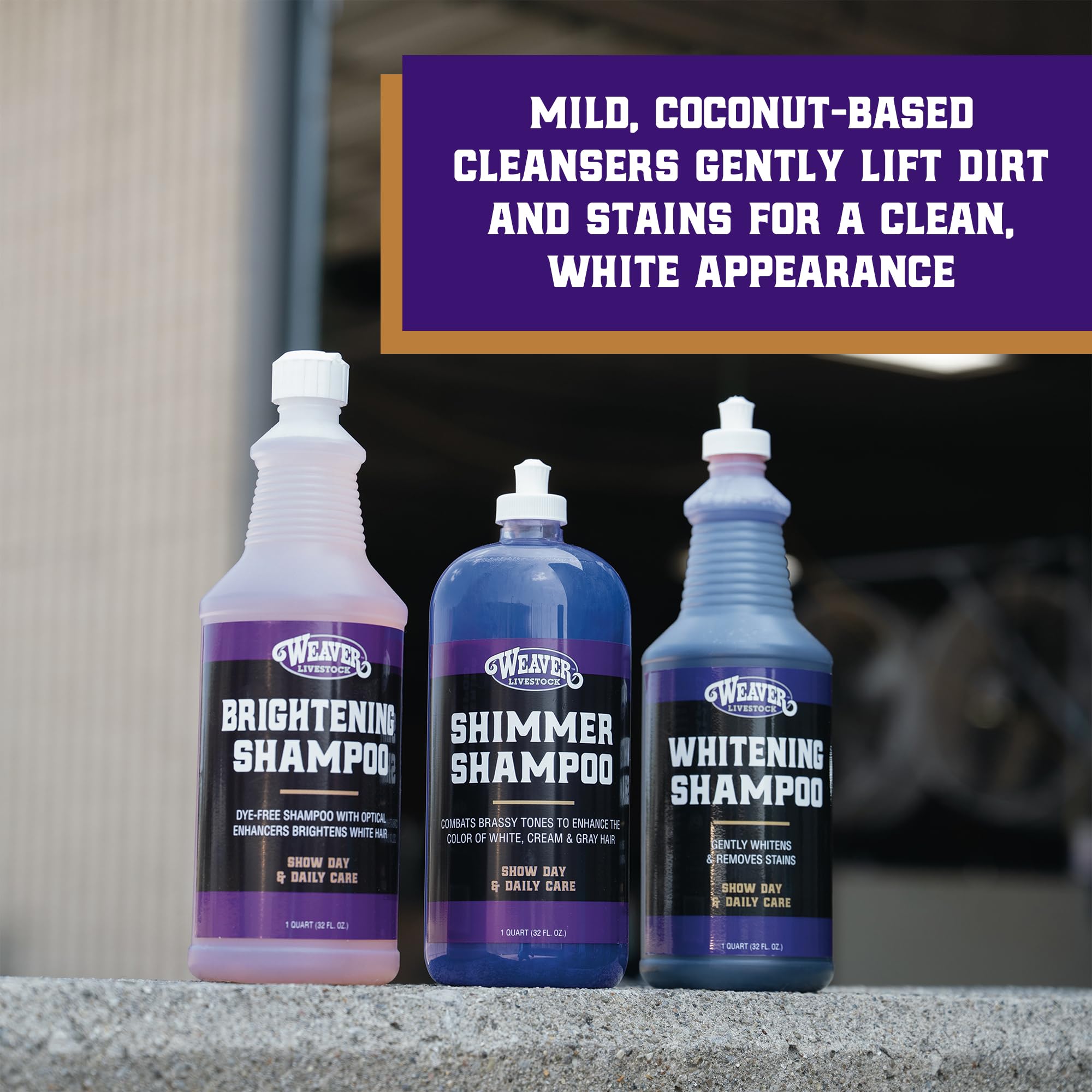 Weaver Livestock Whitening Shampoo brightening action on a white coat with noticeable sheen