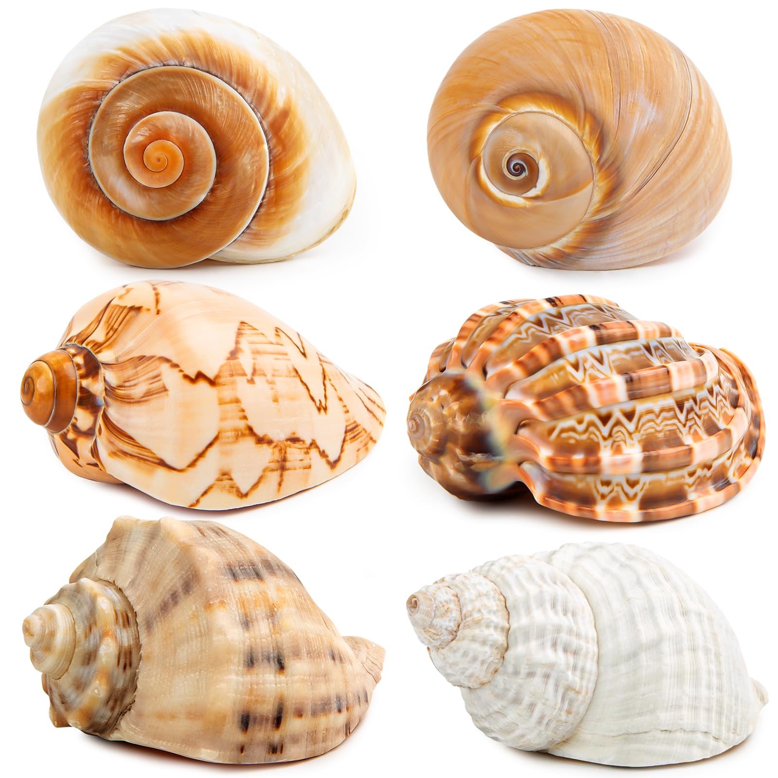 WeDoSoy 6Pcs Large Hermit Crab Shells, assorted sizes for varied crab housing options.