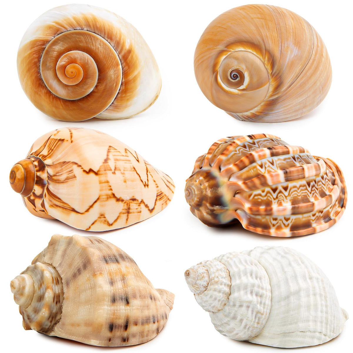 WeDoSoy 6Pcs Large Hermit Crab Shells, assorted sizes for varied crab housing options.