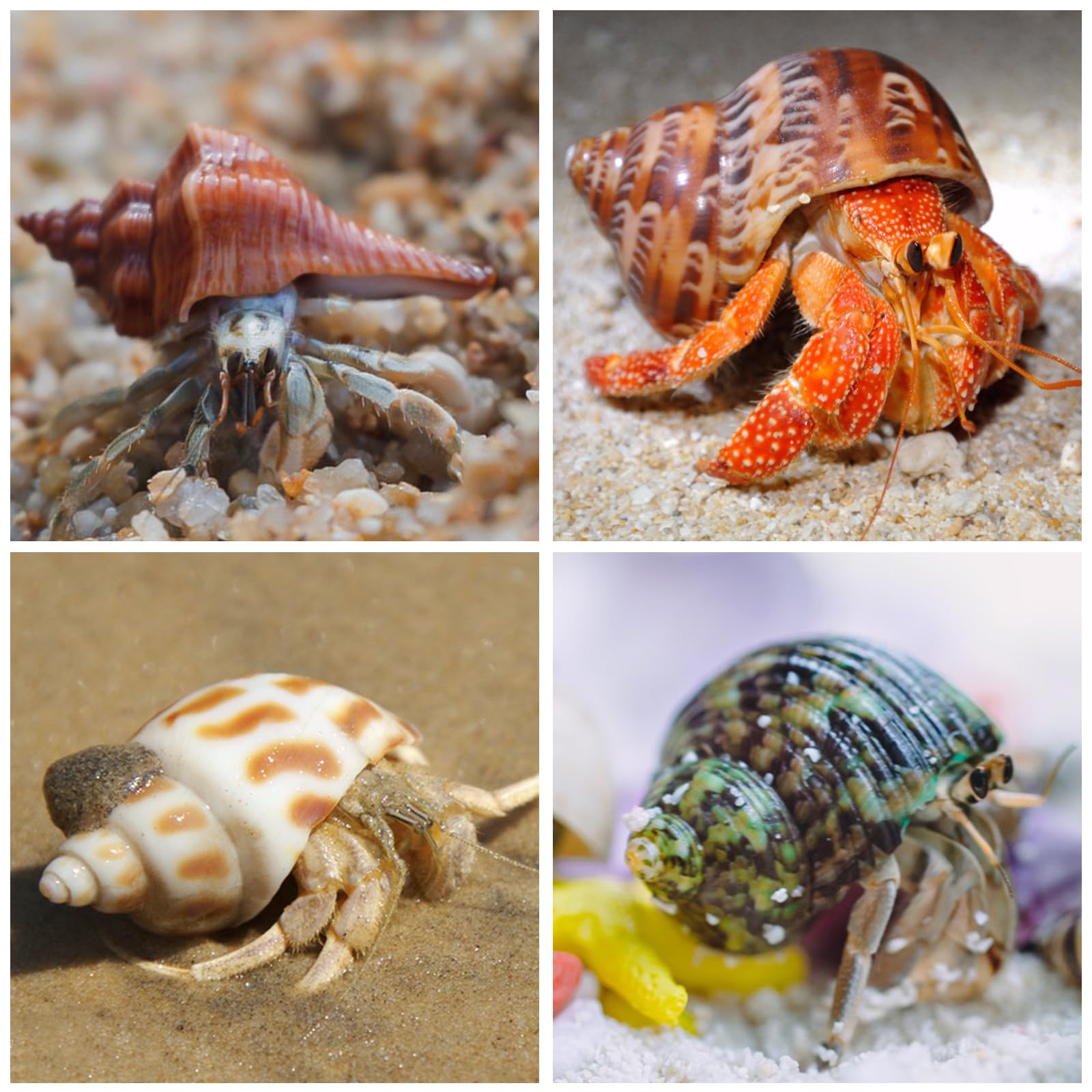 WeDoSoy 1.6–3.2in shells support various crab sizes and safe growth