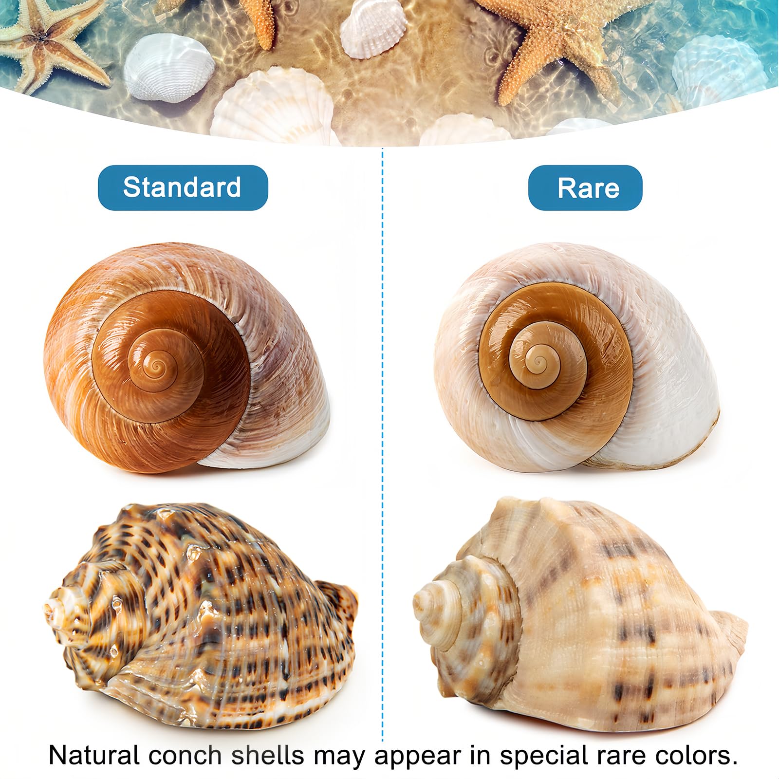 WeDoSoy beach display shells add coastal charm to any setup.