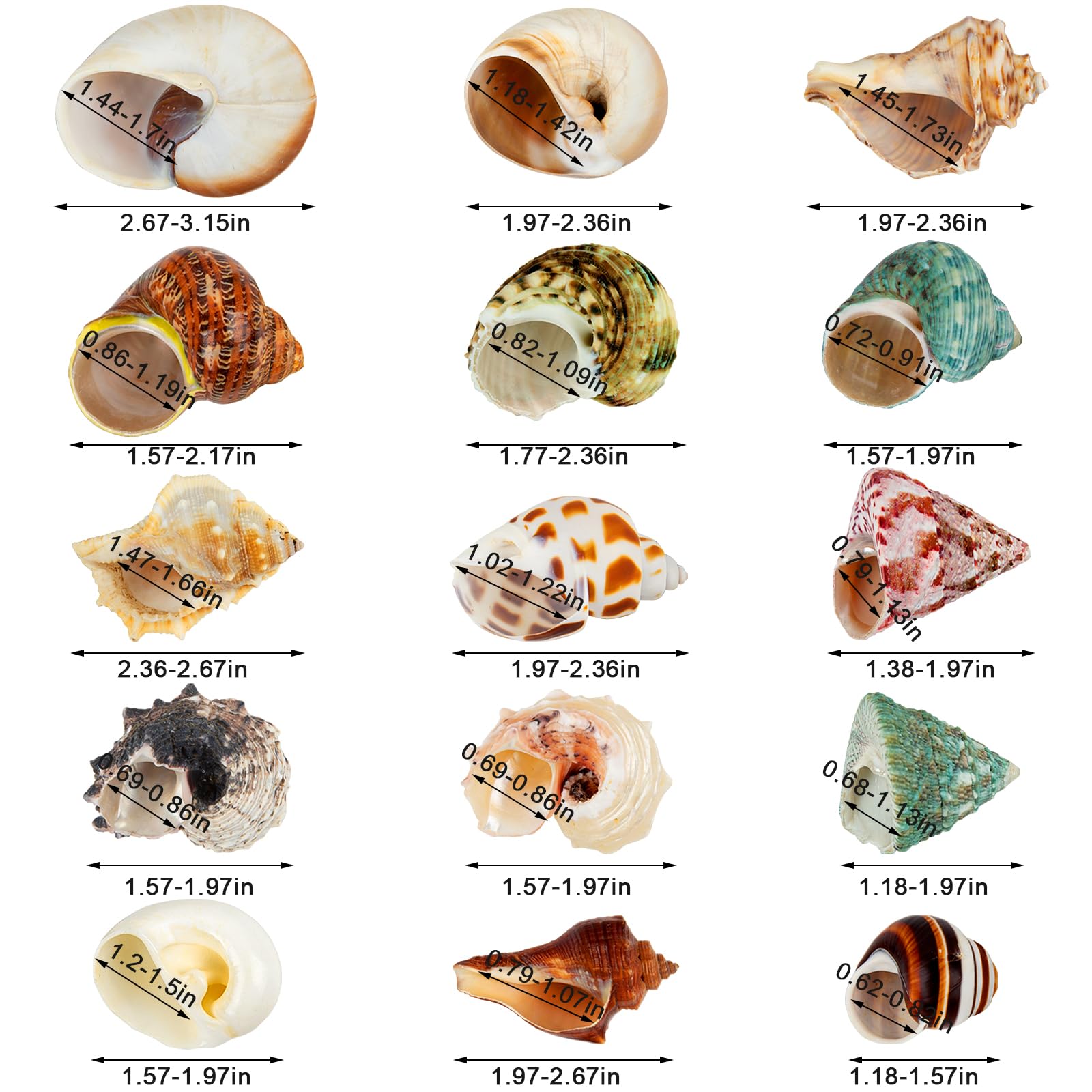 WeDoSoy natural-sea-shells offer durable homes and enrichment for hermit crabs