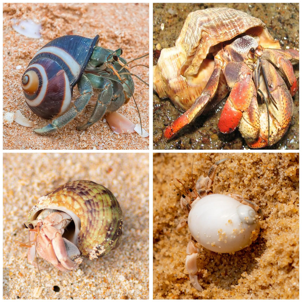 WeDoSoy craft-shells for DIY projects and beach-themed displays