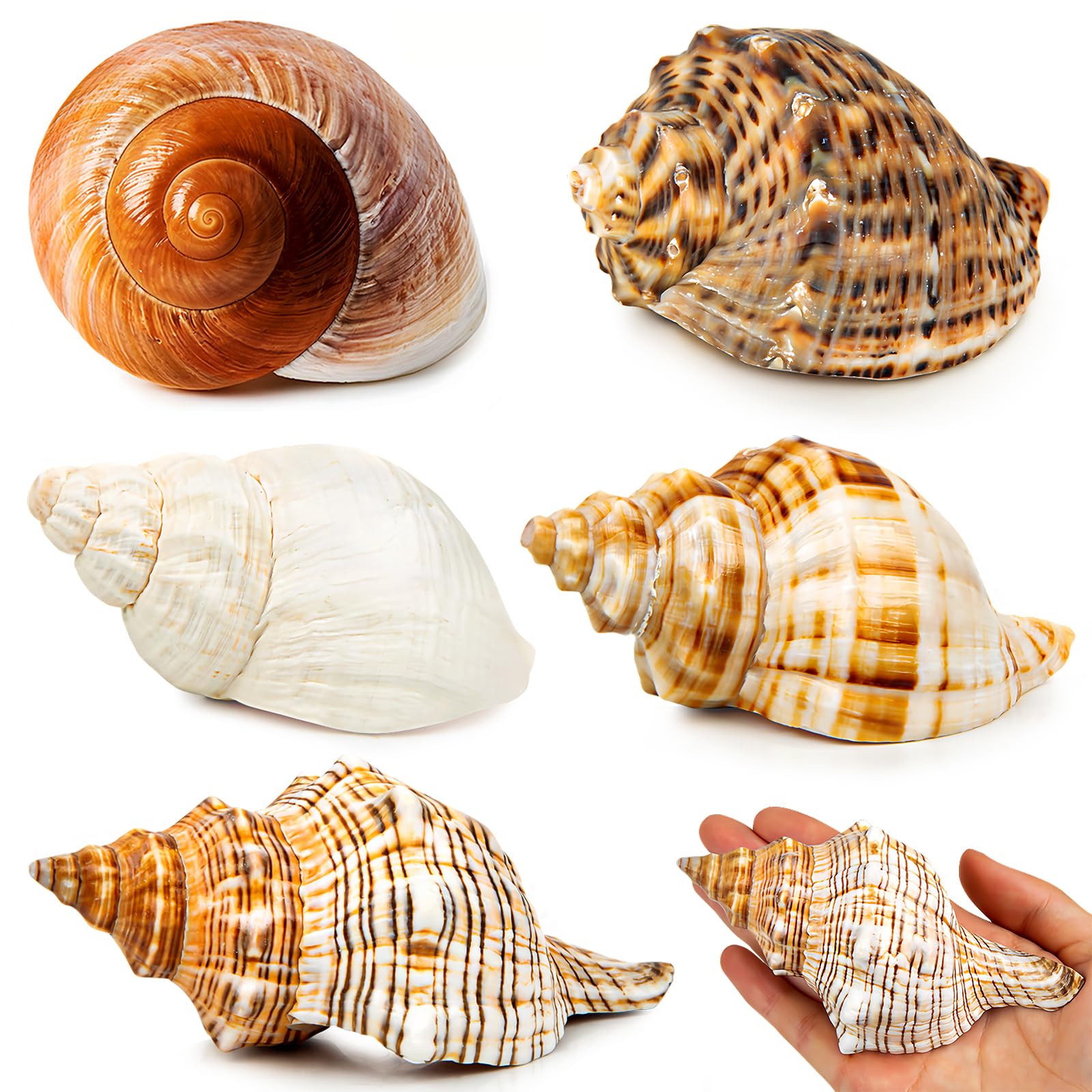 WeDoSoy extralarge hermit crab shells in 3–4.7 inches for larger crabs.