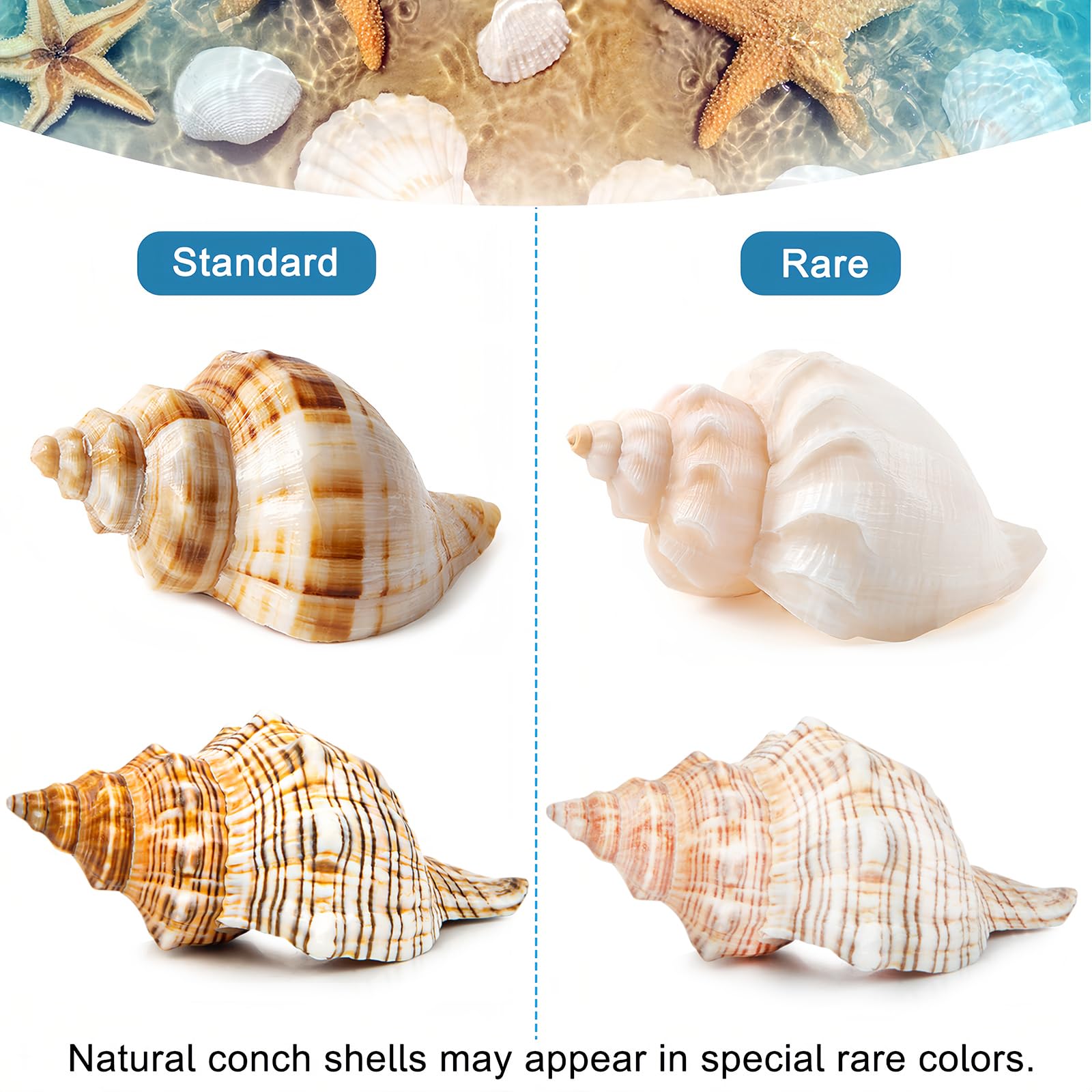 WeDoSoy extra-large shells used as aquarium decor and display.
