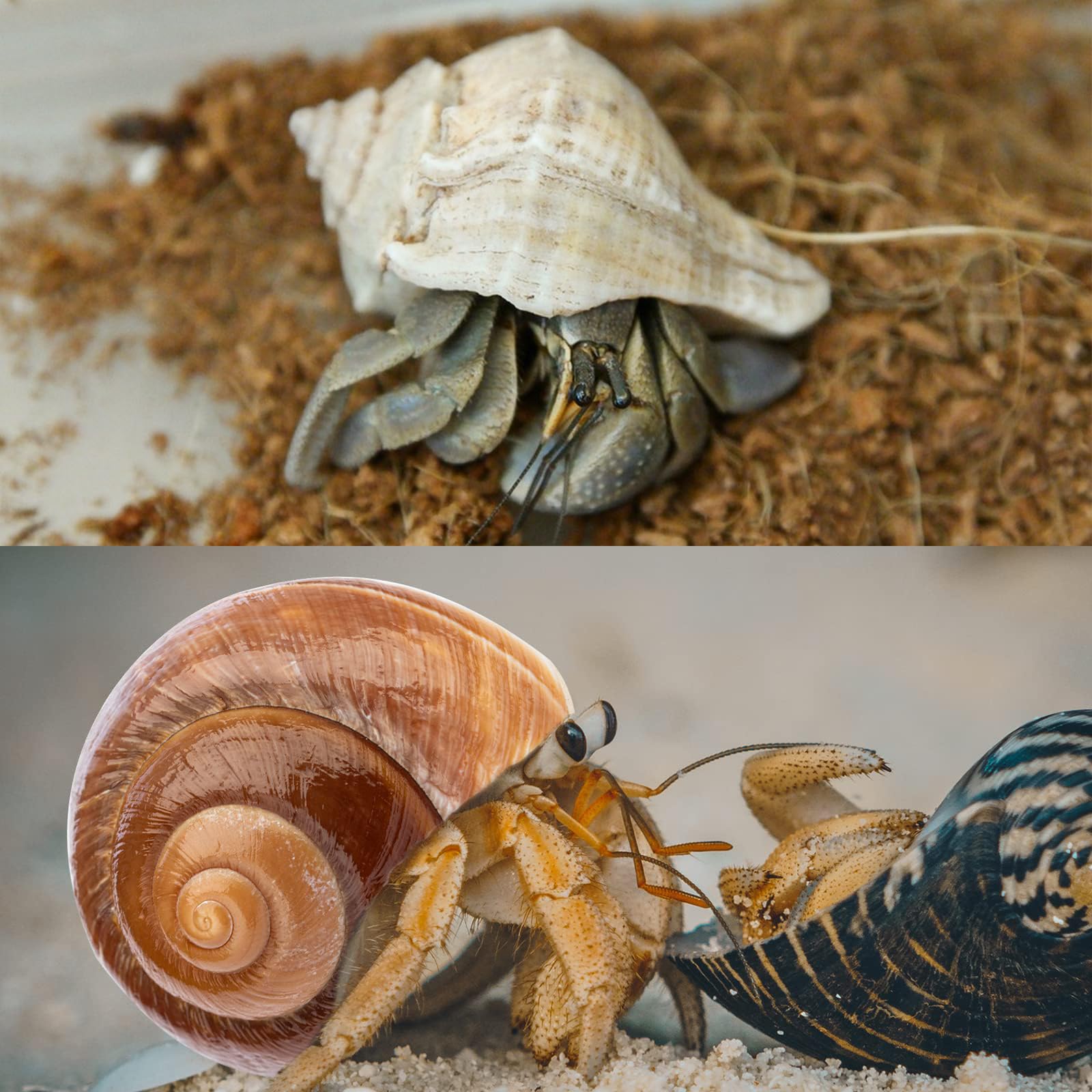 WeDoSoy handpicked shells closeup, showcasing natural texture and color.