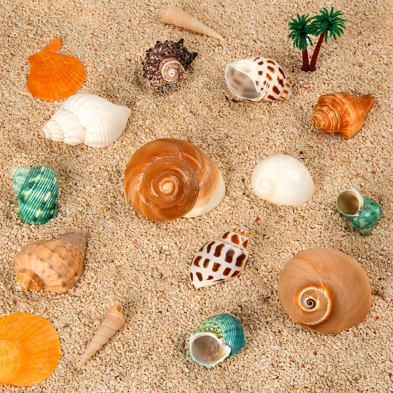 WeDoSoy hermit crab shells small to large offering comfy homes.