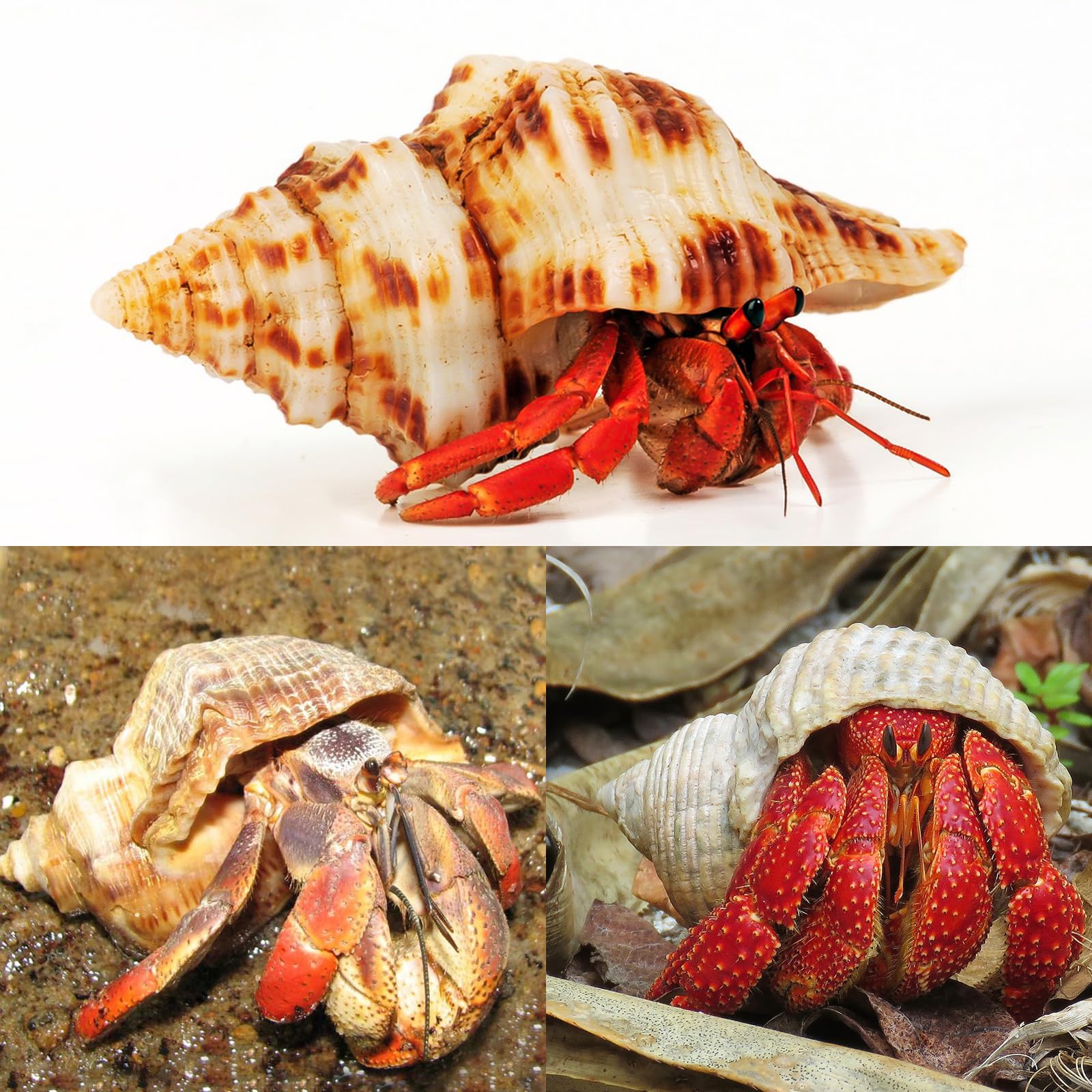 WeDoSoy large sea shells suitable for aquarium decor and crafts.