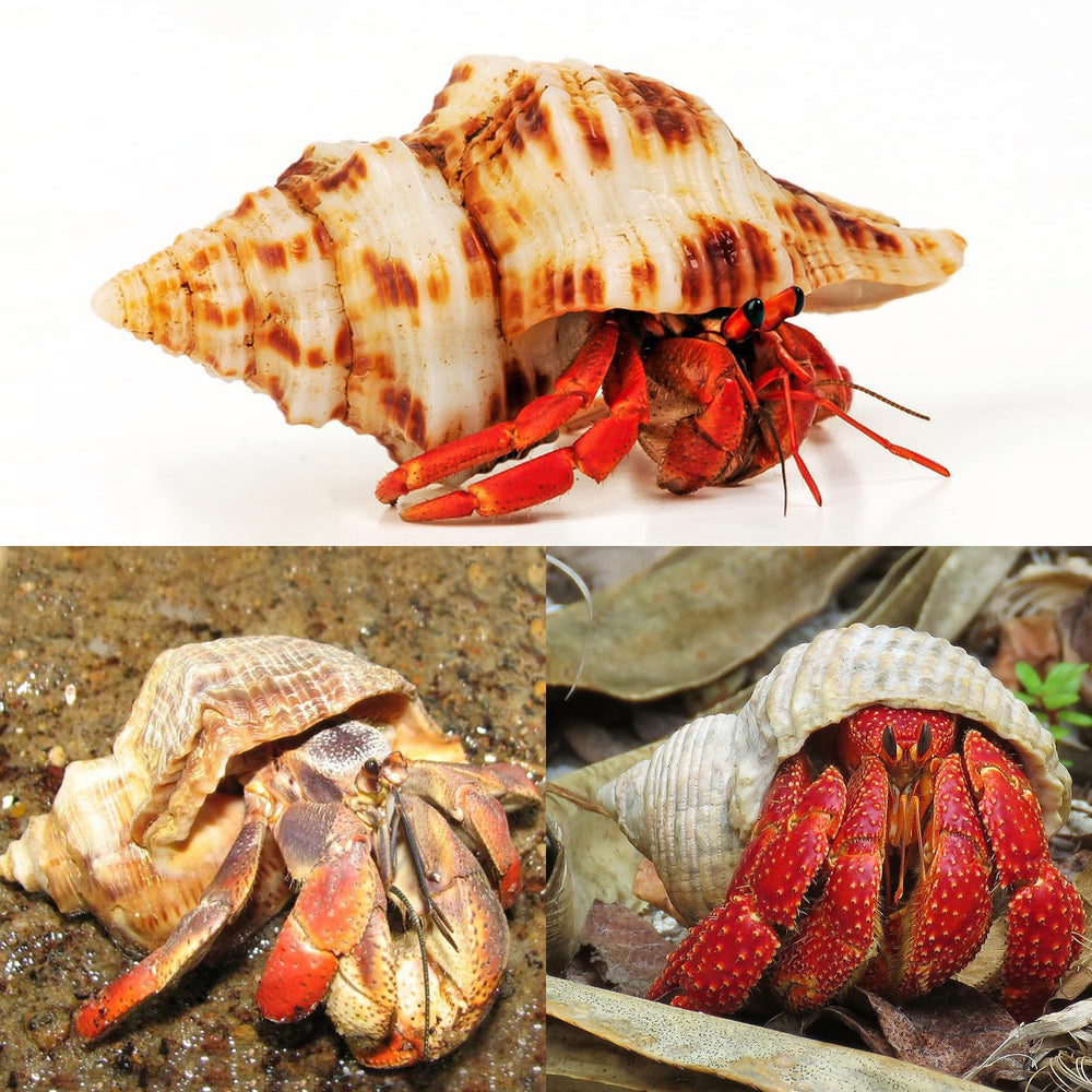 WeDoSoy large sea shells suitable for aquarium decor and crafts.