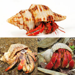 WeDoSoy large sea shells suitable for aquarium decor and crafts.