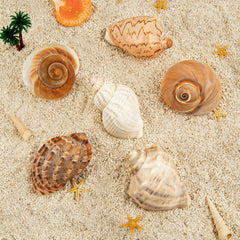 WeDoSoy natural sea conch shells, 3-3.5 inches, suitable for active hermit crabs.