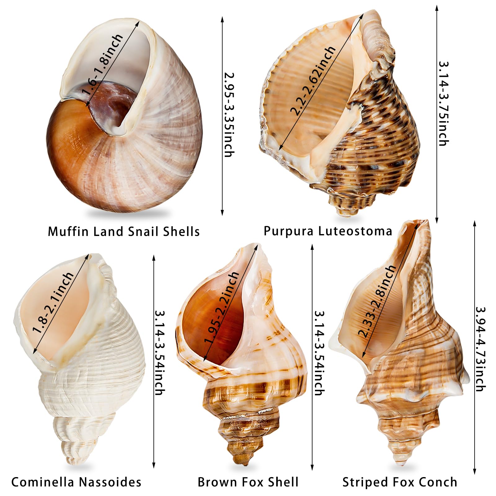 WeDoSoy natural sea conch shell with opening 1.6–2.7 inches for easy access.