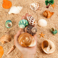 WeDoSoy natural sea conchs suitable for aquariums.