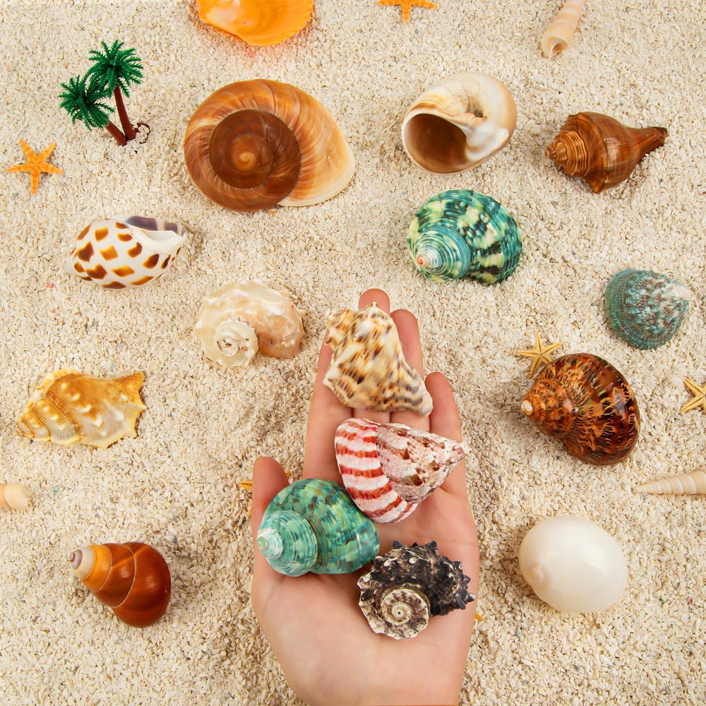 WeDoSoy shells-collection-15pcs as aquarium decor and natural habitat accents