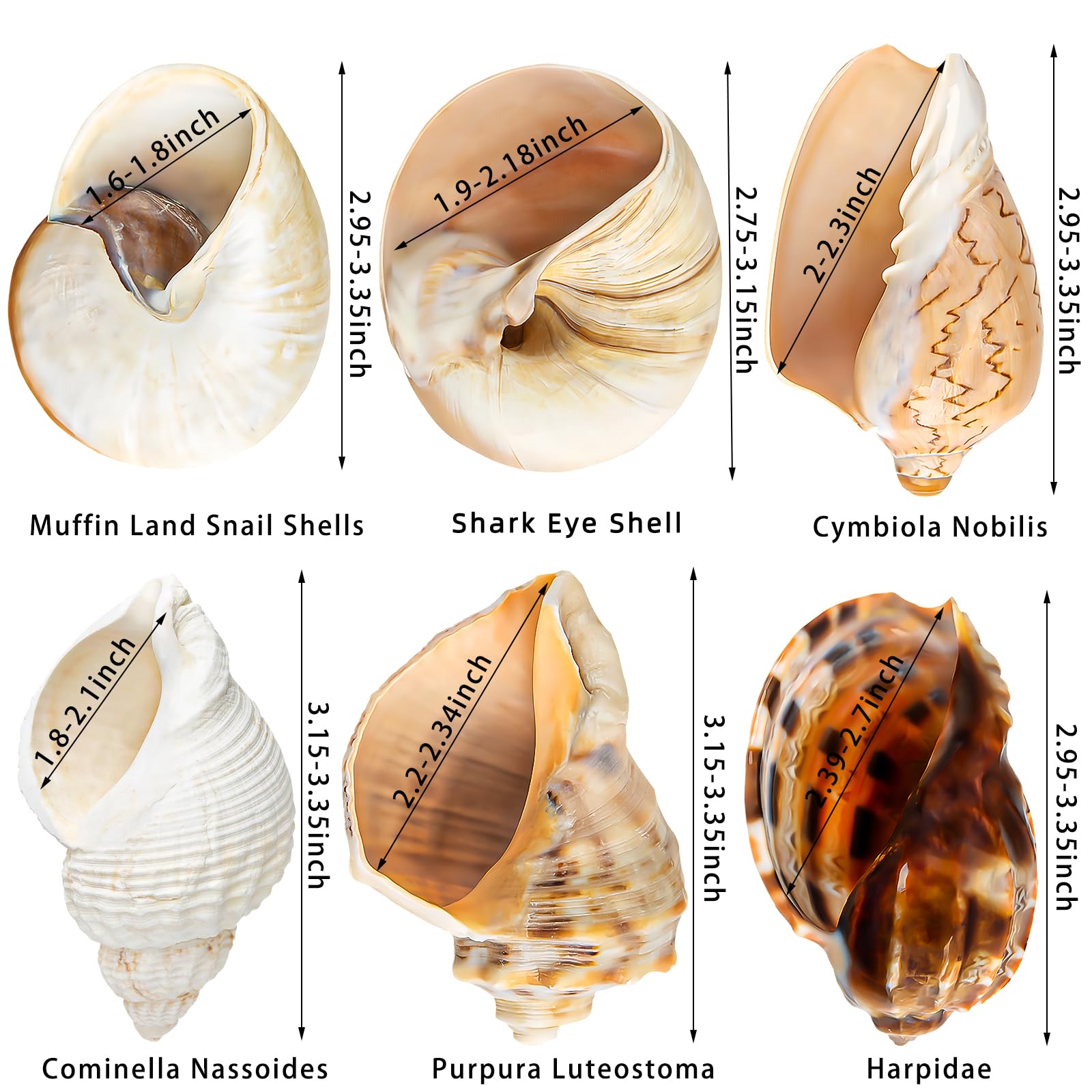 WeDoSoy opening size 1.5-2.5 inches to fit growing hermit crabs securely.