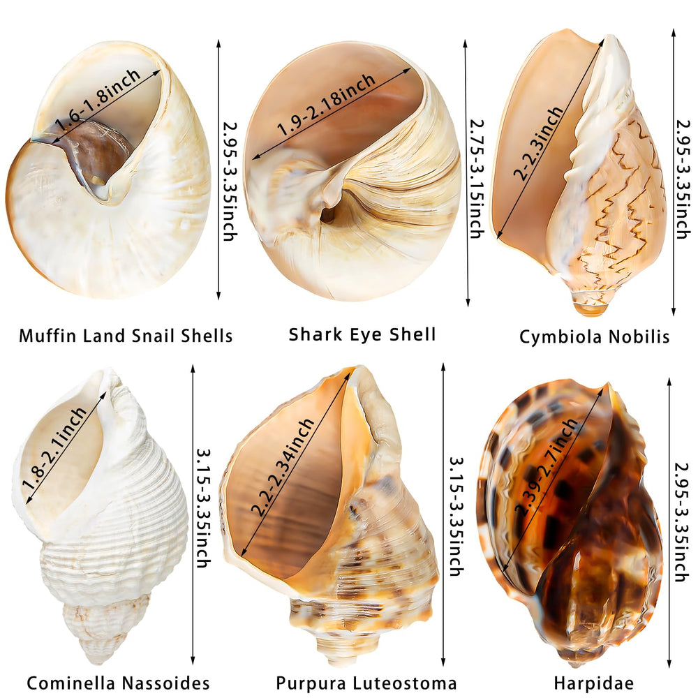 WeDoSoy opening size 1.5-2.5 inches to fit growing hermit crabs securely.