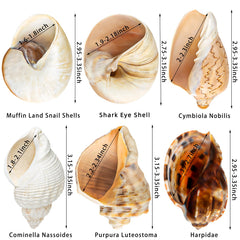 WeDoSoy opening size 1.5-2.5 inches to fit growing hermit crabs securely.