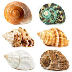 WeDoSoy 6pcs shells close-up view showing natural color variants for hermit crab homes