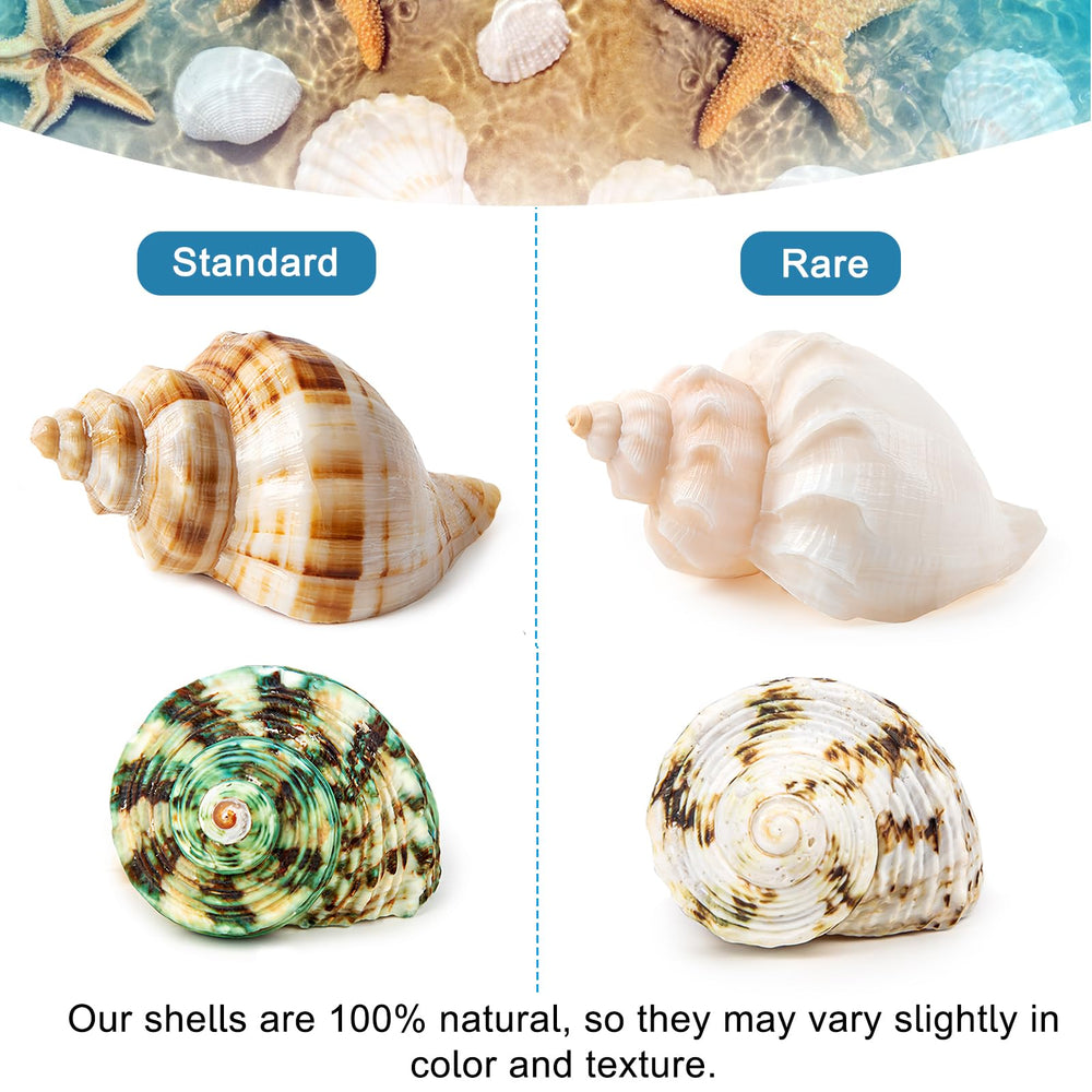 WeDoSoy shells ideal for aquarium decorations and natural seashore aesthetics