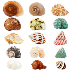 WeDoSoy shells collection 15pcs for varied crab sizes and natural habitat options