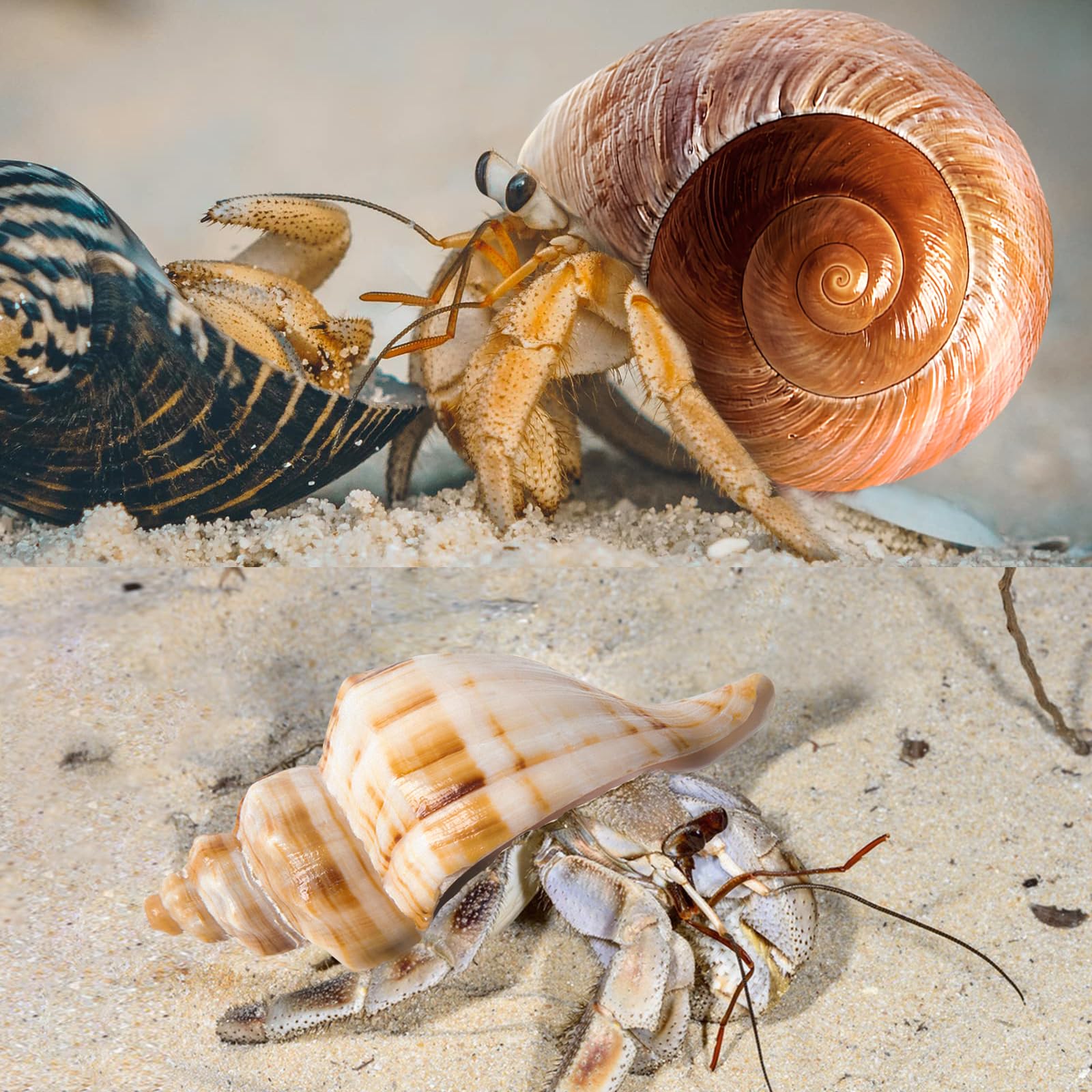 WeDoSoy shells for crafts and decor, inspiring DIY beach-inspired displays