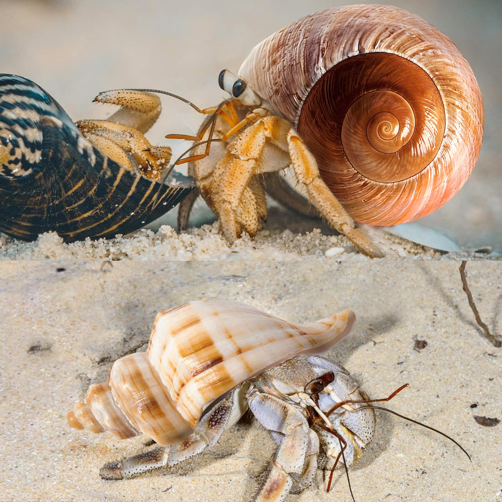 WeDoSoy shells for crafts and decor, inspiring DIY beach-inspired displays