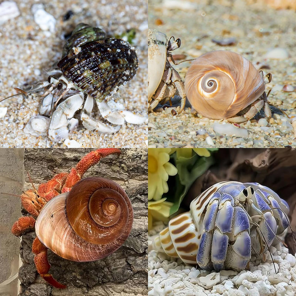 WeDoSoy shells for decor and DIY beach projects.