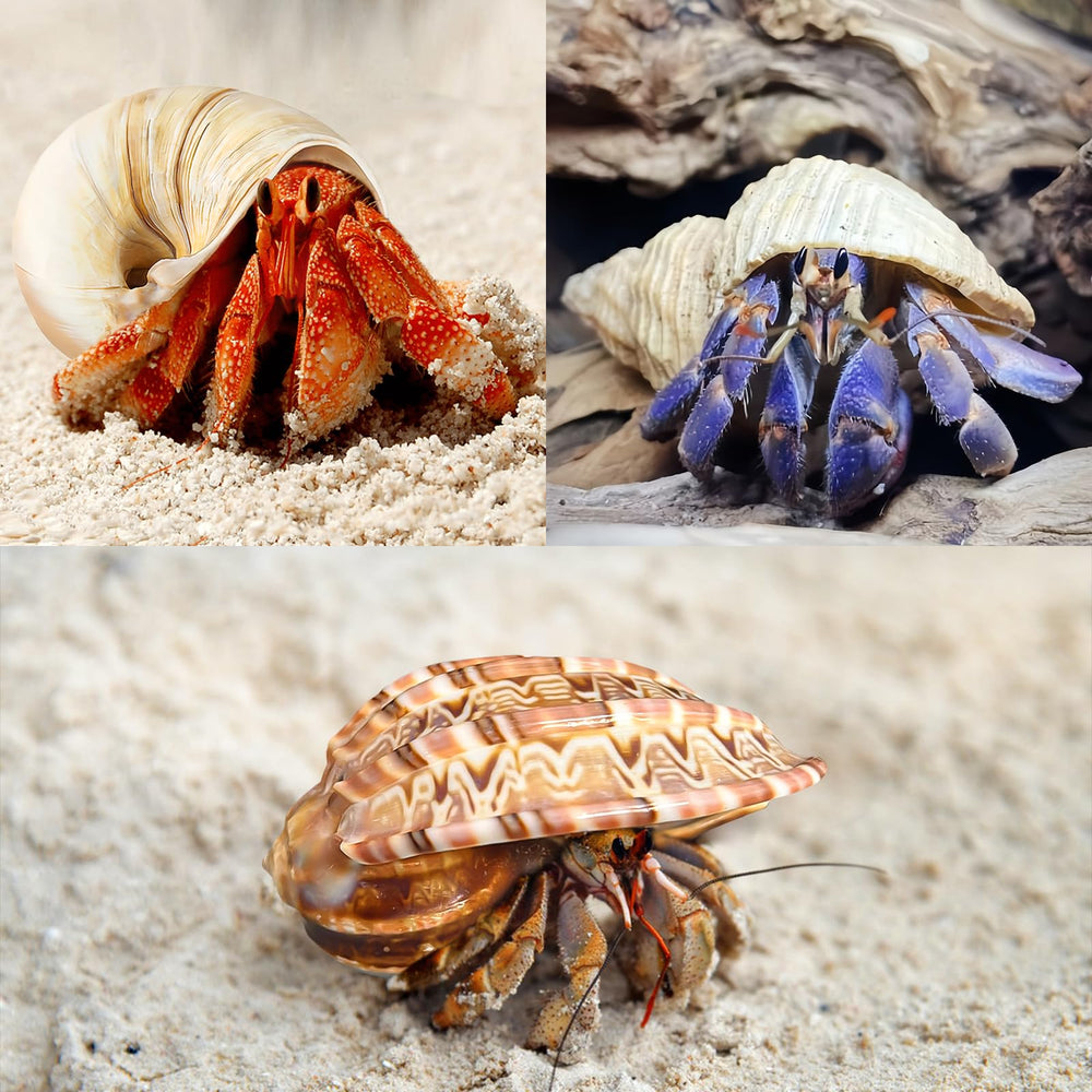 WeDoSoy shells for crafts and aquarium decor, easy to style.